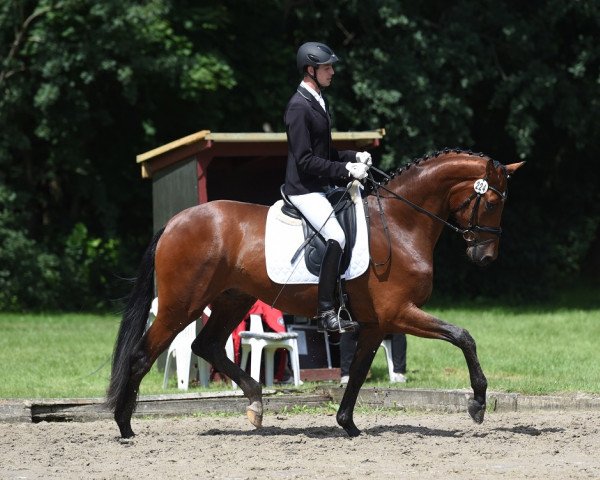 dressage horse Kaneiras (Trakehner, 2014, from Banderas)