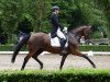 dressage horse Samtgraf (Trakehner, 2004, from Grafenstolz)