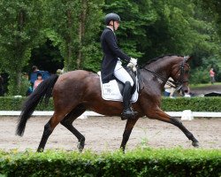 dressage horse Samtgraf (Trakehner, 2004, from Grafenstolz)