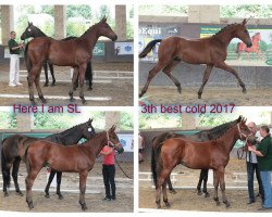 stallion Here I am SL (Czech Warmblood, 2017, from Heartvit ZH)