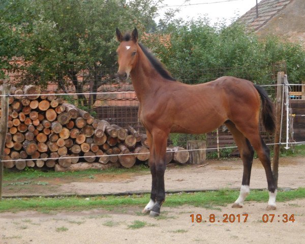 Springpferd Goliat SL (Tschechisches Warmblut, 2017, von Go-On T.s.)