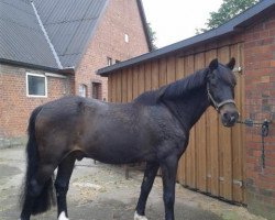 Pferd Elan (Deutsches Reitpony, 1987, von Finko Regent)