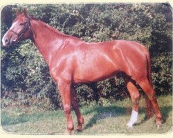 horse Chevy Chase (Hanoverian, 1988, from Charmeur)