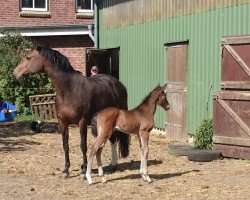 broodmare Doriana (Holsteiner, 2011, from Quarz Ask)