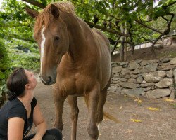 horse Un Dia Solar (Trakehner, 2009, from Solar)