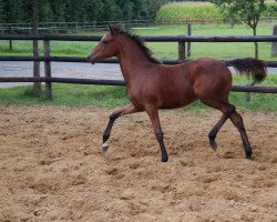 dressage horse Doppeltes Glück (Westphalian, 2017, from Dating AT NRW)