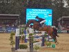 jumper Chacsandro (Oldenburg show jumper, 2012, from Chacco-Blue)