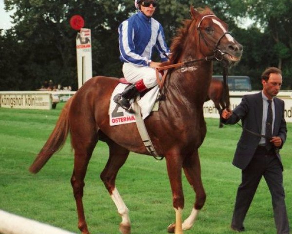 stallion Royal Abjar (Thoroughbred, 1991, from Gone West xx)