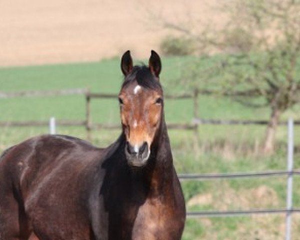 broodmare Wonder Seven (Westphalian, 1990, from Weinberg)