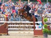 stallion Lalique del Chirone (Hanoverian, 2012, from Lincolm L)