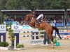 jumper Sam XL (Hanoverian, 2012, from Stanley)