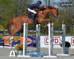 stallion Echo van het Neerenbosch (Belgian Warmblood, 2004, from Chin Chin)