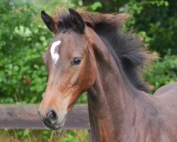 Springpferd Cassandra Z (Zangersheide Reitpferd, 2013, von Casimo)