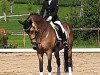 dressage horse Champy's Topper (German Riding Pony, 2009, from Top Champy)