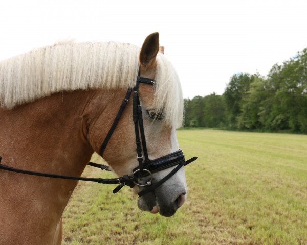 horse Mamo (Haflinger, 2008, from Maestro)