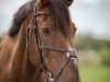 jumper Toureen Clover (Irish Sport Horse, 2005, from Mr Clover)