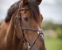 jumper Toureen Clover (Irish Sport Horse, 2005, from Mr Clover)