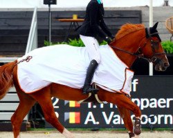 jumper Ewoud J (KWPN (Royal Dutch Sporthorse), 2009, from Tangelo van de Zuuthoeve)