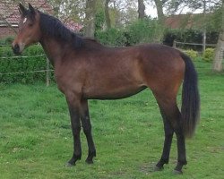 dressage horse Wolke (Hannoveraner, 2013, from Watermill Rolex xx)