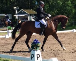 dressage horse Bon Ami 30 (Hanoverian, 2011, from Bonifatius)