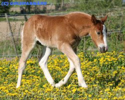 horse Fernando S (Black Forest Horse, 2010, from Federsee)