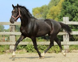 Springpferd Jack black (KWPN (Niederländisches Warmblut),  , von Starpower TN)