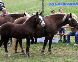 Pferd Rio S (Schwarzwälder Kaltblut, 2014, von Rossfest)