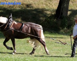 broodmare Estonia (Black Forest Horse, 2013, from Rubin)