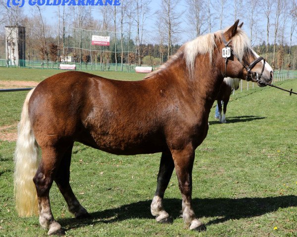 Zuchtstute Enya (Schwarzwälder Kaltblut, 2011, von Federsee)