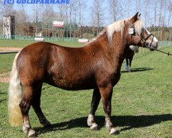 broodmare Enya (Black Forest Horse, 2011, from Federsee)