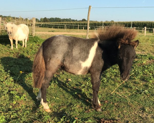 stallion Lancelot (Shetland pony (under 87 cm), 2017, from Many Minis Ultimo)