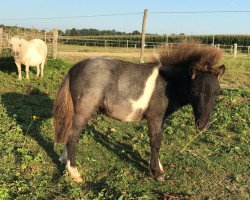 Pferd Lancelot (Shetland Pony (unter 87 cm), 2017, von Many Minis Ultimo)