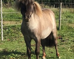 Deckhengst Many Minis Ultimo (Shetland Pony (unter 87 cm), 2012, von Uno van de Zandhoven)