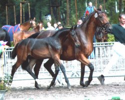 dressage horse Sun Dancer (Rhinelander, 2003, from Sunny-Boy)