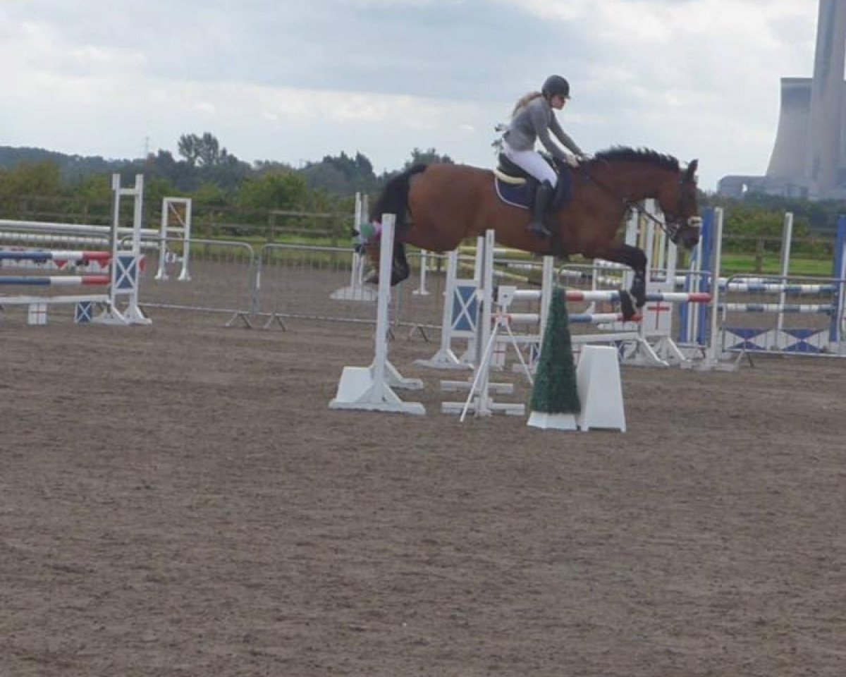 jumper Quidich de la Pierre Z (Zangersheide riding horse, 2006, from Quick Star)