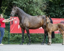 broodmare Stute von Balous Bellini (Westphalian, 2017, from Balous Bellini)