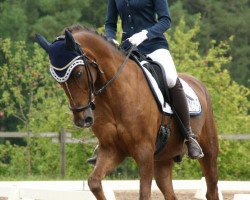 dressage horse Golden Boy 151 (New Forest Pony, 1997, from Moorland's Galwin)