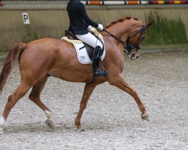 dressage horse Louis 302 (Hanoverian, 2009, from Londontime)