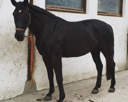 Springpferd Easy Fly (Hannoveraner, 2001, von Escudo II)