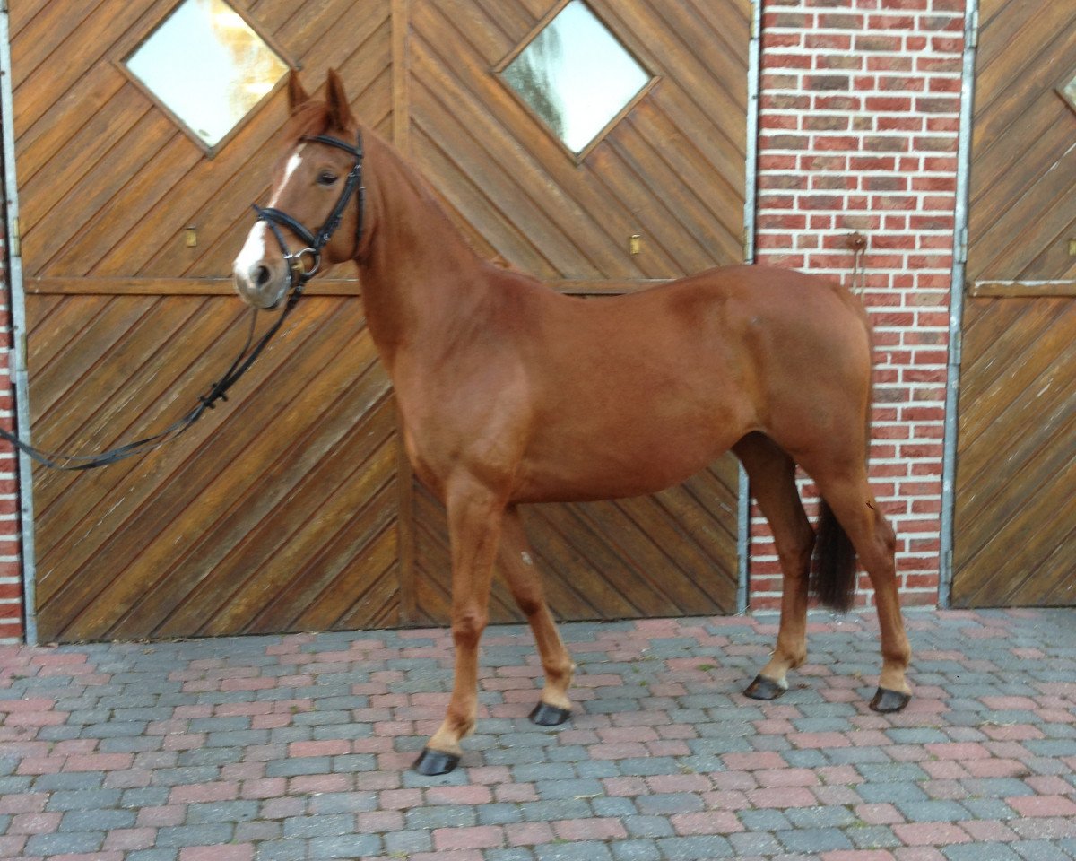 Zuchtstute Fair Lady (Westfale, 2010, von Fanfani 4)