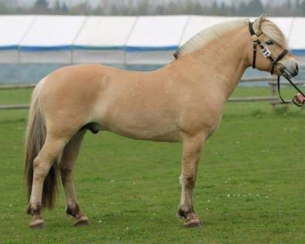 stallion Ninjar D.773 (Fjord Horse, 2009, from Heros N.2517)