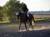 jumper Cador's Casper (Hanoverian, 2013, from Cador 5)