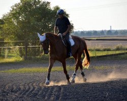 jumper Cador's Casper (Hanoverian, 2013, from Cador 5)