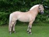 horse Ingolf Kjærgård (Fjord Horse, 2008, from Fjordens Marcus)