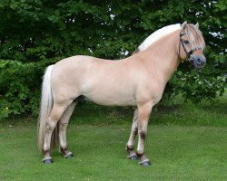 horse Ingolf Kjærgård (Fjord Horse, 2008, from Fjordens Marcus)