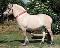 broodmare Lynn (Fjord Horse, 2008, from Jonnson)