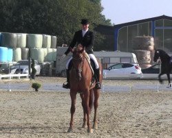 dressage horse Elektra 159 (Westphalian, 2009, from Expansion)