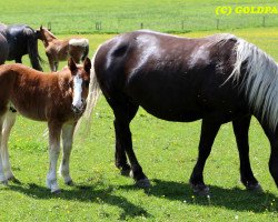 stallion Red Mountain SL (Black Forest Horse, 2017, from Roter Milan)