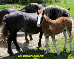 stallion Rio SL (Black Forest Horse, 2017, from Roter Milan)