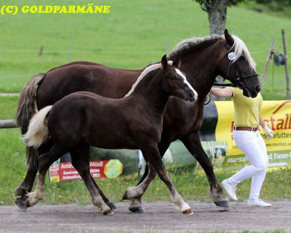 Deckhengst Remus (Schwarzwälder Kaltblut, 2017, von Roter Milan)